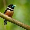 Lobos zlutocerny - Eurylaimus ochromalus - Black-and-yellow Broadbill o7177